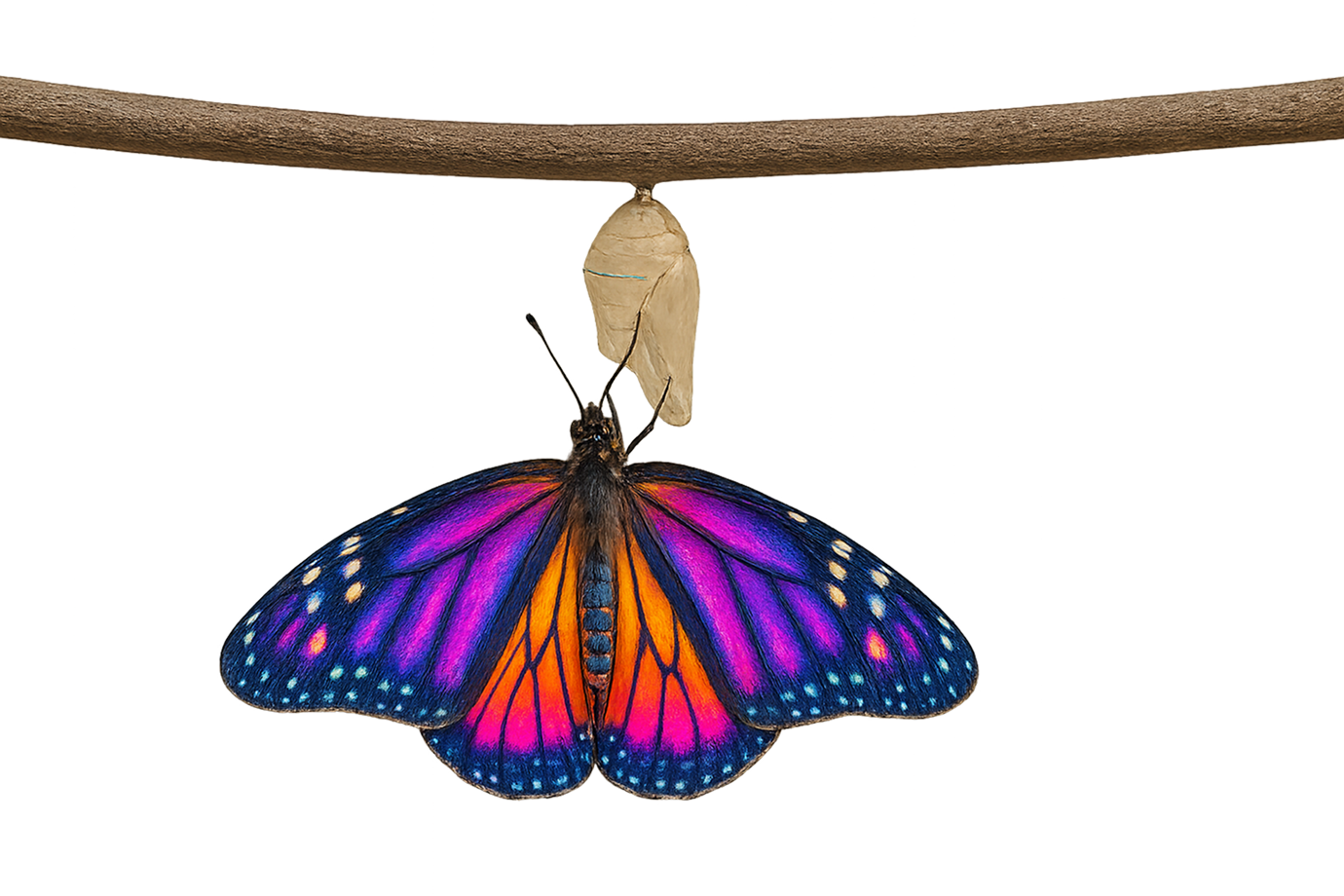 New Form Creative Image